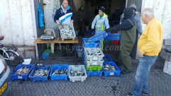   بالفيديو: موعد الصيادين يتجدد مع الأسماك - اصطياد كميات وفيرة على شواطئ يافا